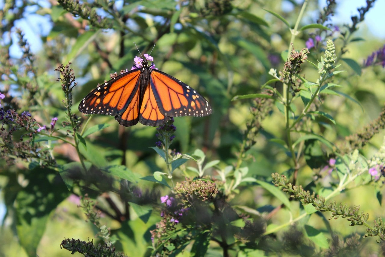 A monarch butterfly sat on a purple flower, surrounded by greenery and other purple flowers.